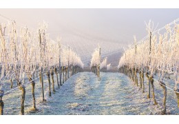 QUE FAIT LA VIGNE EN HIVER ?